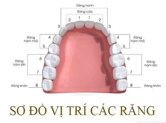 Răng số 4 là răng nào