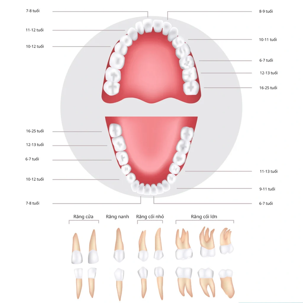 Hình ảnh thể hiện người bình thường có bao nhiêu cái răng