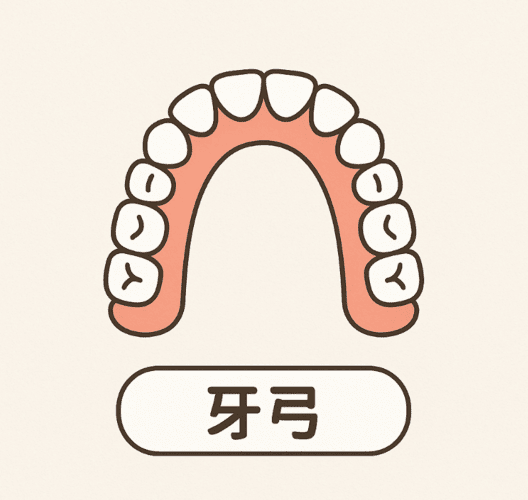 3. 骨頭條件、牙弓寬度